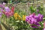 Deorali Orchid Sanctuary
